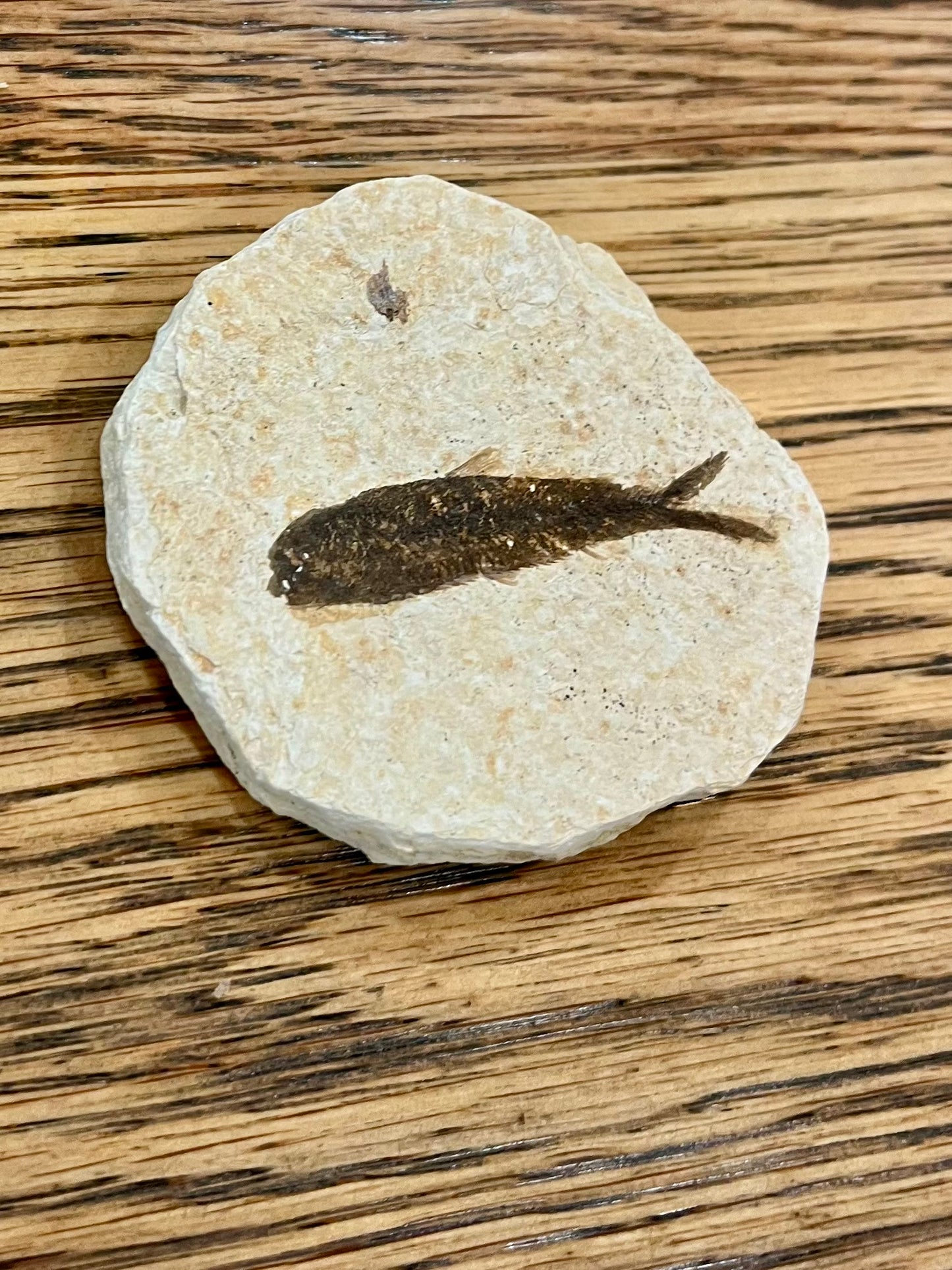 Fossil Fish