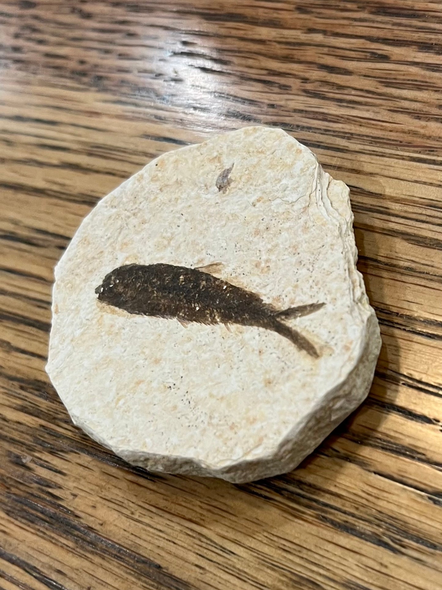 Fossil Fish