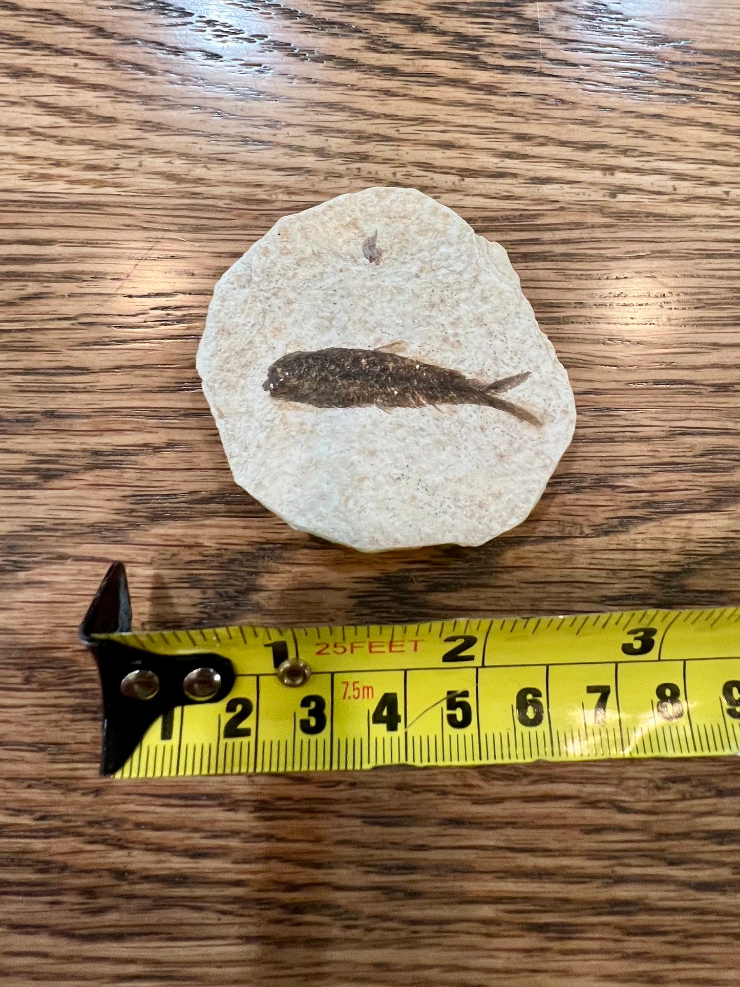 Fossil Fish